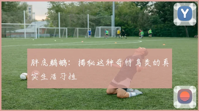 胖虎鹈鹕:揭秘这种奇特鸟类的真实生活习性